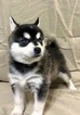 Small Alaskan Klee Kai