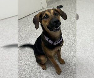 Beagle-Unknown Mix Dogs for adoption in Lancaster, PA, USA