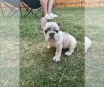 Puppy Tonka French Bulldog