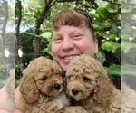 Small Photo #6 Cockapoo Puppy For Sale in PIONEER, CA, USA