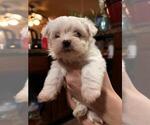 Small Photo #1 Maltese Puppy For Sale in WATERBURY, CT, USA