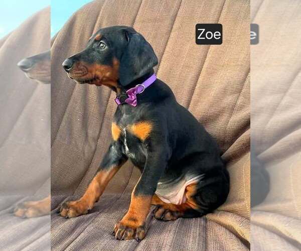 Medium Photo #2 Doberman Pinscher Puppy For Sale in POMEROY, OH, USA