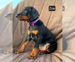 Small #1 Doberman Pinscher