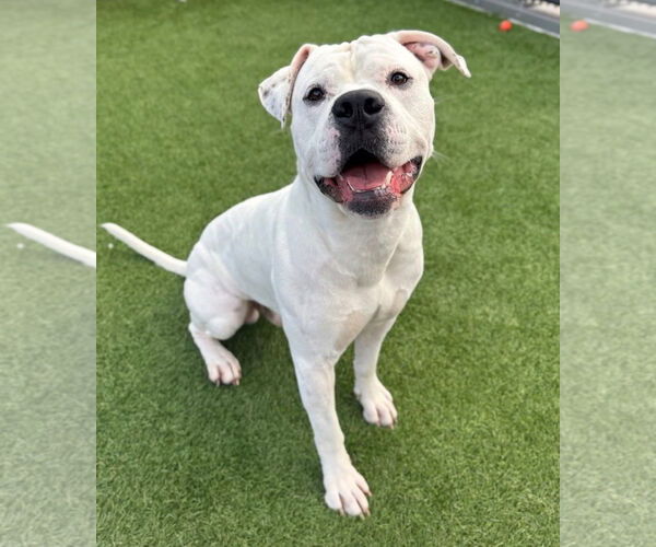 Medium Photo #1 Argentinian Mastiff Puppy For Sale in Goodyear, AZ, USA