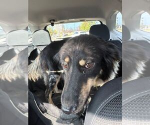 Collie-Unknown Mix Dogs for adoption in Calgary, Alberta, Canada