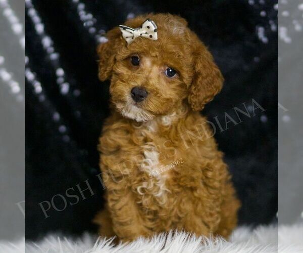 Medium Photo #1 Poodle (Toy) Puppy For Sale in WARSAW, IN, USA