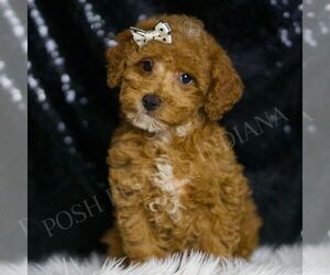 Poodle (Toy) Puppy for sale in WARSAW, IN, USA