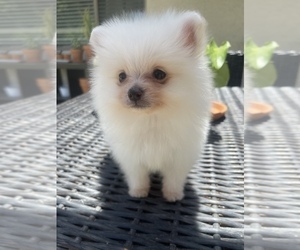 Pomeranian Puppy for Sale in BAKERSFIELD, California USA