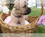 Small #7 Cane Corso