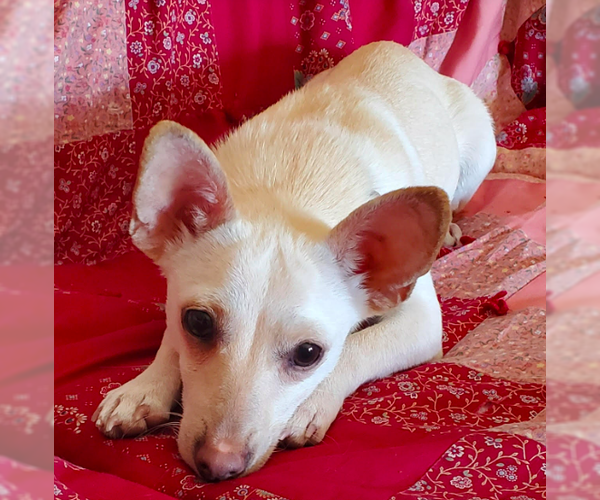 Medium Photo #5 Chihuahua Puppy For Sale in Brooklyn Center, MN, USA