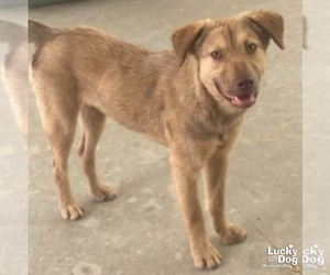 Labrador Retriever-Unknown Mix Dogs for adoption in Washington, DC, USA