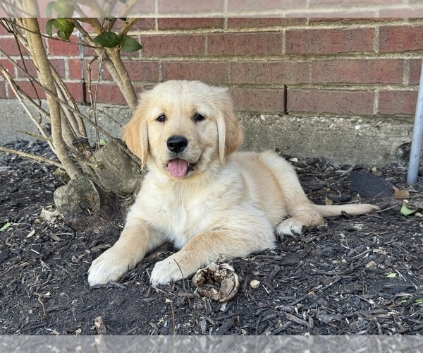 Medium Photo #3 Golden Retriever Puppy For Sale in CROWLEY, TX, USA
