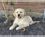 Small #2 Golden Retriever