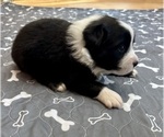 Small Photo #50 Australian Shepherd Puppy For Sale in SALISBURY, NC, USA