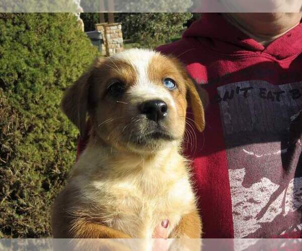 Medium Photo #3 Texas Heeler Puppy For Sale in PAOLA, KS, USA