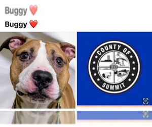 American Pit Bull Terrier Dogs for adoption in Akron, OH, USA