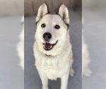 Small Siberian Husky