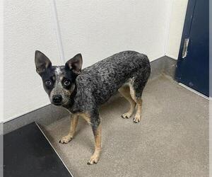 Mutt Dogs for adoption in HESPERIA, CA, USA