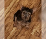 Small Photo #8 Yorkshire Terrier Puppy For Sale in NEVADA, TX, USA