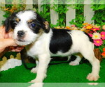 Small Photo #1 Shih Tzu Puppy For Sale in HAMMOND, IN, USA