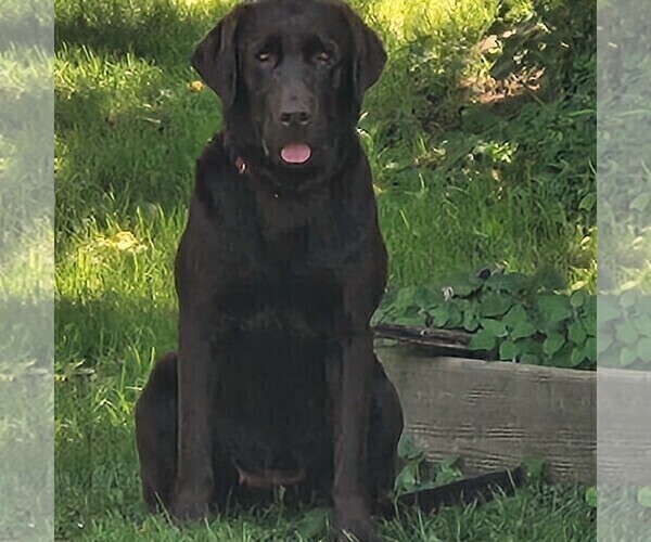 Medium Photo #1 Labrador Retriever Puppy For Sale in ELLIOTTSBURG, PA, USA