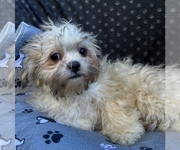 Medium Photo #6 Zuchon Puppy For Sale in RENO, NV, USA