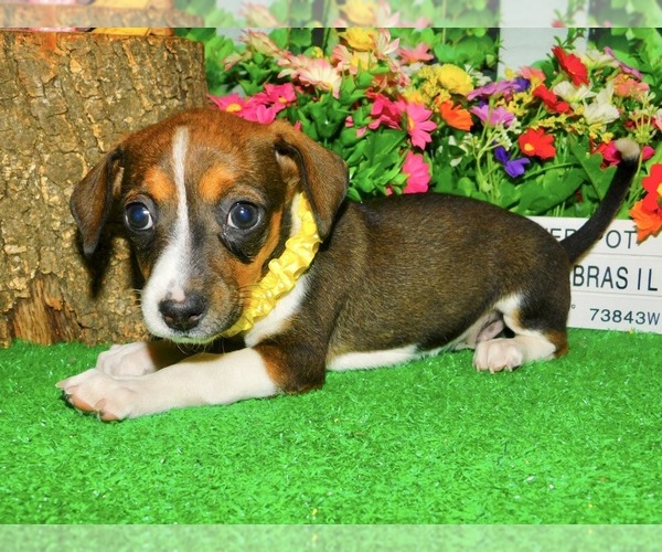 Medium Photo #4 Jack Russell Terrier Puppy For Sale in HAMMOND, IN, USA