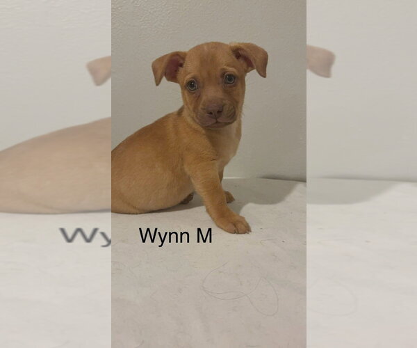 Medium Photo #1 Chihuahua-Unknown Mix Puppy For Sale in Studio City, CA, USA