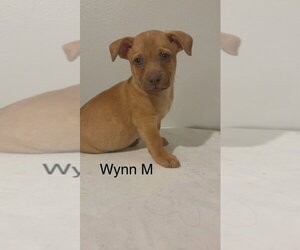 Chihuahua-Unknown Mix Dogs for adoption in Studio City, CA, USA
