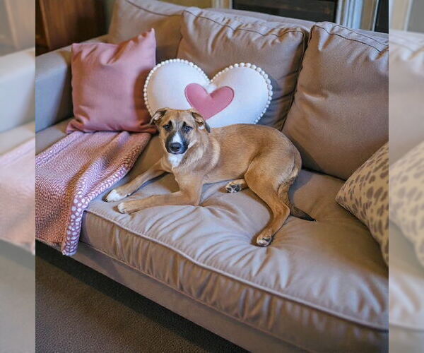 Medium Photo #2 Australian Shepherd-Unknown Mix Puppy For Sale in MIDWAY, UT, USA