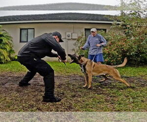 Cody - FL - Male Mutt Dog for Adoption - Photo #13