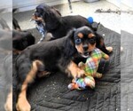 Small Photo #1 Cavalier King Charles Spaniel Puppy For Sale in CARLISLE, KY, USA