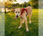 Small Labrador Retriever