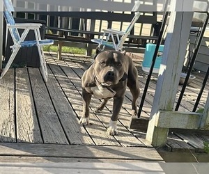 Father of the American Bully puppies born on 06/22/2026