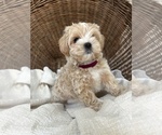 Puppy SOLD Maltese-Poodle (Toy) Mix