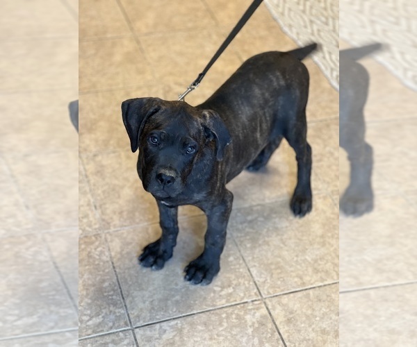 Medium Photo #1 Cane Corso Puppy For Sale in ADELANTO, CA, USA