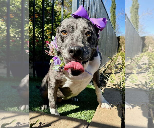 Medium Photo #4 American Pit Bull Terrier-Unknown Mix Puppy For Sale in Redlands, CA, USA