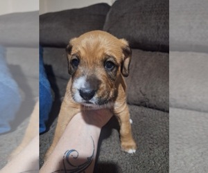 American Pit Bull Terrier-English Cream Golden Retriever Mix Puppy for sale in LAKEVIEW, AR, USA
