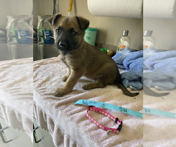 Medium Photo #5 Mutt Puppy For Sale in Imlay City, MI, USA