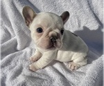 Puppy 2 French Bulldog