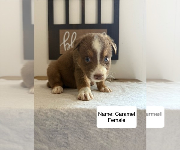 Medium Photo #13 Australian Shepherd Puppy For Sale in FORSYTH, GA, USA
