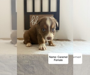 Medium Australian Shepherd
