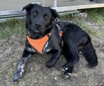 Small Photo #1 Texas Heeler Puppy For Sale in DENTON, TX, USA