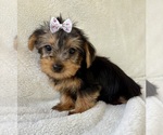 Small #5 Yorkshire Terrier