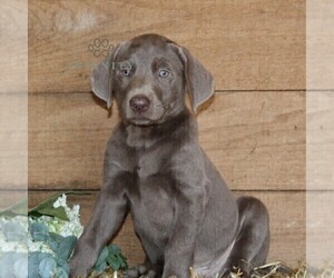 Labrador Retriever Puppy for sale in STEWARTSTOWN, PA, USA