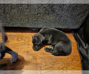 Great Dane Puppy for sale in HAVEN, KS, USA