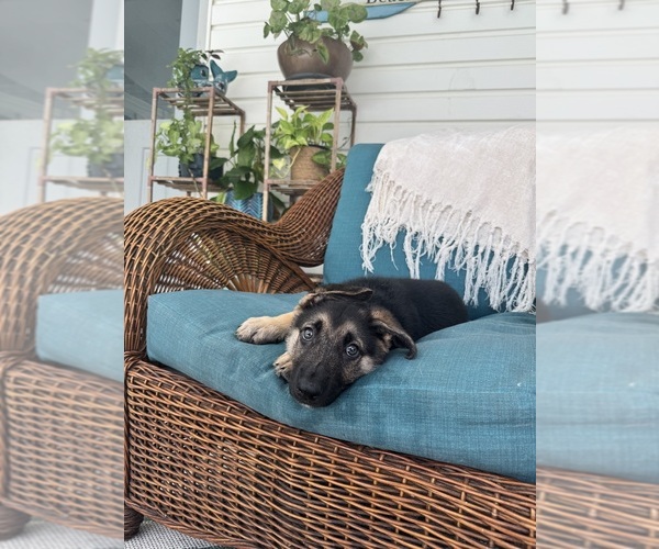 Medium Photo #6 German Shepherd Dog Puppy For Sale in BRUNSWICK, GA, USA