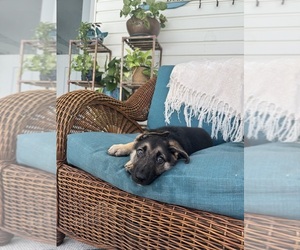 Medium German Shepherd Dog