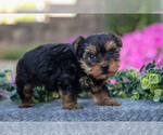 Small #2 YorkiePoo