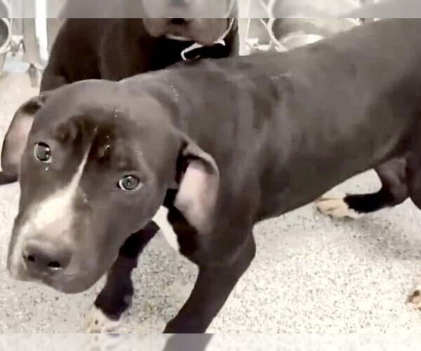 Medium Photo #5 American Pit Bull Terrier Puppy For Sale in Houston, TX, USA